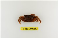 藏品(方形大額蟹)的圖片